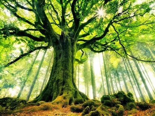 Brocéliande et la magie de ses hauts lieux vibratoires 500 Stages - balades initiatiques et énergétiques en Brocéliande - hauts lieux vibratoires et sacrés - Philippe Cardi